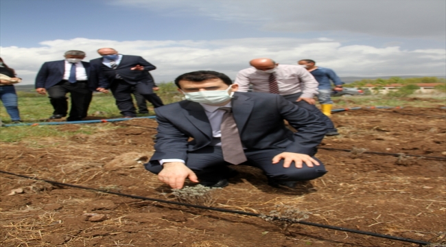 Sivas'ta DAP desteğiyle oluşturulan modern serada ata tohumu yaygınlaştırılacak