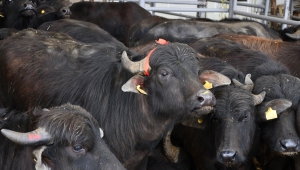 Sivas'ta "Mandalarda Verim Yükseltme Projesi" kapsamında işletmeleri 50 damızlık manda dağıtıldı