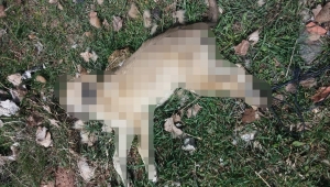 Sivas'ta sokak köpeği arka ayakları bağlı halde ölü bulundu