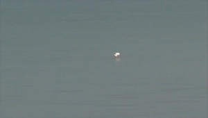 Son yağışlar Seyfe Gölü Kuş Cenneti'ne yaradı