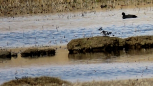 Sultan Sazlığı Milli Parkı'nın yeni misafiri: Alaca yalıçapkını