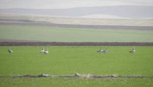 Yozgat'ta nesli tükenmekte olan toy kuşu sürüsü görüntülendi