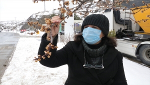 Yozgat'ta soğuk hava çiçeklenen meyve ağaçlarını olumsuz etkiledi