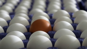 YUM-BİR Başkanı Afyon, yumurta fiyatlarını değerlendirdi: