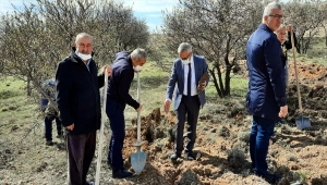 Yunus Emre'nin vefatının 700. yılı anısına Kırşehir'de alıç fidanı dikildi