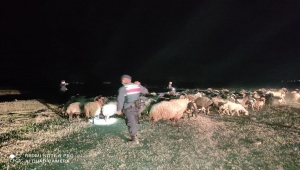 Ahırdan kaybolan küçükbaş hayvanları jandarma buldu