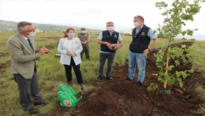 AK Partili Günay: "İnönü Bal Ormanı meyvelerini vermeye başladı"