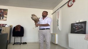 Aksaray'da yaralı kızıl şahin tedaviye alındı