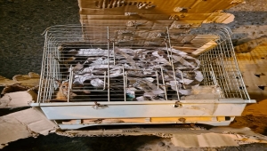 Aksaray'da yolcu otobüsünün bagajında yasa dışı yollarla yurda getirilen 30 sincap bulundu