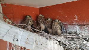 Aksaray'da yuvadan düşen şahin yavruları, itfaiye tarafından yerine bırakıldı