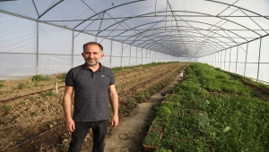 Akyurt'ta bir üretici ata tohumlarıyla sebze fidesi üretimine başladı