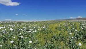 Ankara'da 218 bin 253 kök kaçak haşhaş eken kişi yakalandı
