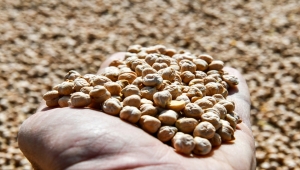 Ankara Halk Ekmek Fabrikası kadın kooperatifleri ve yerli üreticiden bakliyat satın alacak