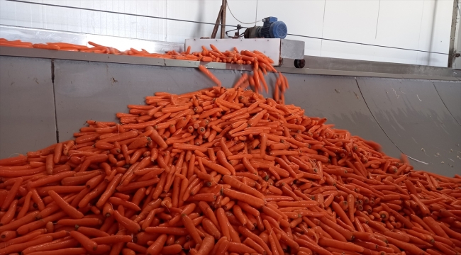 Beypazarı'nda sebze üreticileri "tam kapanma" döneminde hasada devam ediyor