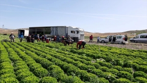 Beypazarı Tarım Orman Müdürü Esin Korkmaz, arazilerde incelemede bulundu