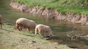 Beyşehir'de besiciler yaylalarda mesaide