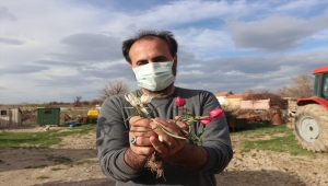 Bilim insanları, Karaman'da bulunan lalenin türünü araştırıyor