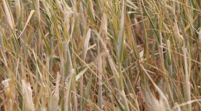 Çankırı'da çiftçiler kuraklık nedeniyle endişe yaşıyor 