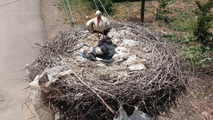 Çubuk'ta leylekleriyle anılan Fatih Mahallesinde yuvalar doldu