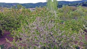 Eldivan'da baharın gelmesiyle beyaz gelinliğini giyen kiraz bahçeleri göz alıcı güzellikler sunuyor