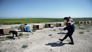 Eskişehir'de jandarma ekipleri bayram süresince sokak hayvanlarına 5 ton mama dağıttı 