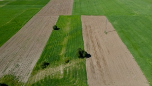 Eskişehir'de kuraklık nedeniyle erken başaklanan hububat çiftçiyi üzdü