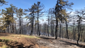 Eskişehir'de yanan ormanlık alanda helikopter destekli soğutma çalışmaları sürüyor