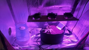 Eskişehir'de yasa dışı Hint keneviri yetiştirdiği iddia edilen 6 şüpheli gözaltına alındı