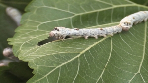 Eskişehir'in ipek böcekleri 64 kente gönderildi