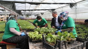Gölbaşı Belediyesi vatandaşlara yerli fide dağıtacak
