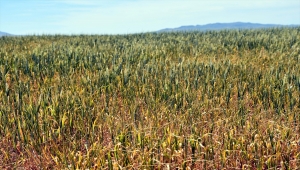 İç Anadolu'da kuraklık hububat üreticilerini endişelendiriyor