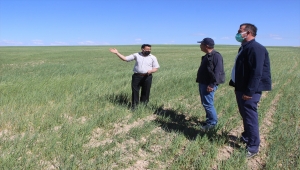 Karapınar'da çiftçiler, beklenen yağış gelmediği için kuruyan tarlalarda koyunlarını otlatıyor