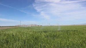 Karapınar'da kuraklık nedeniyle yeraltı suyu kullanımı arttı