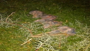 Kayseri'de rüzgarın devirdiği ağaçtan düşen yavru kuşları belediye ekipleri kurtardı 