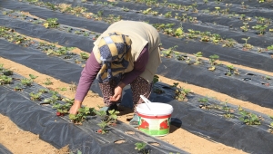 Konya'da yetişen "Hüyük çileği" coğrafi işaretle tescillendi