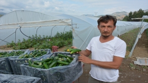 Mihalgazi ilçesinde örtü altında üretilen salatalıklar İstanbul'a gönderiliyor