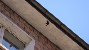 Nevşehir'de kanatları ipe dolanarak mahsur kalan ebabili itfaiye ekipleri kurtardı