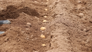 Niğde'de patates ekimine başlandı