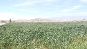 Niğde ve Sivas'ta çiftçiler Cumhurbaşkanı Erdoğan'ın açıkladığı desteklerden memnun