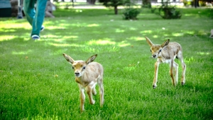Polisin durdurduğu otomobilde bulunan yavru ceylanlara bebek gibi bakılıyor
