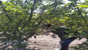 Seydişehir'de bahçelerde bitki hastalık ve zararlarına karşı kontroller yapıyor