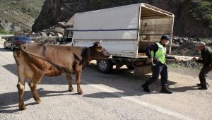 Sivas'ta 2 gün önce kaybolan ineği jandarma ekipleri buldu
