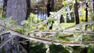 Sivas'ta fıskiyenin ıslattığı ağaç dalları soğuk havada buz tuttu