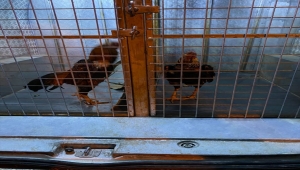 Sivas'ta horoz dövüştürdükleri ve kumar oynadıkları tespit edilen 10 şüpheliye 56 bin 822 lira ceza