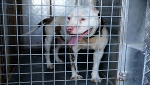 Sivas'ta pitbull cinsi köpek besleyen kişiye 10 bin 861 lira para cezası