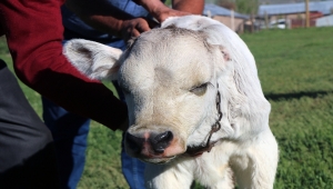 Sivas'ta tek kulaklı doğan buzağı görenleri şaşırtıyor