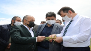 Sivas'ta zirai dondan etkilenen çiftçilerin yaraları sarılacak 