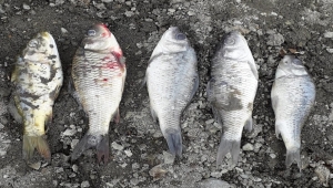 Sorgun Hoşumlu Göleti'nde balık ölümleri
