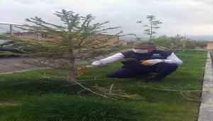 Suşehri hayvan pazarı ve mezbahane çevresinde ağaçlandırma çalışmaları