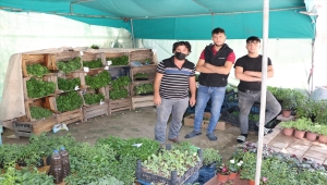 Tam kapanma sebze fidelerine olan ilgiyi arttırdı